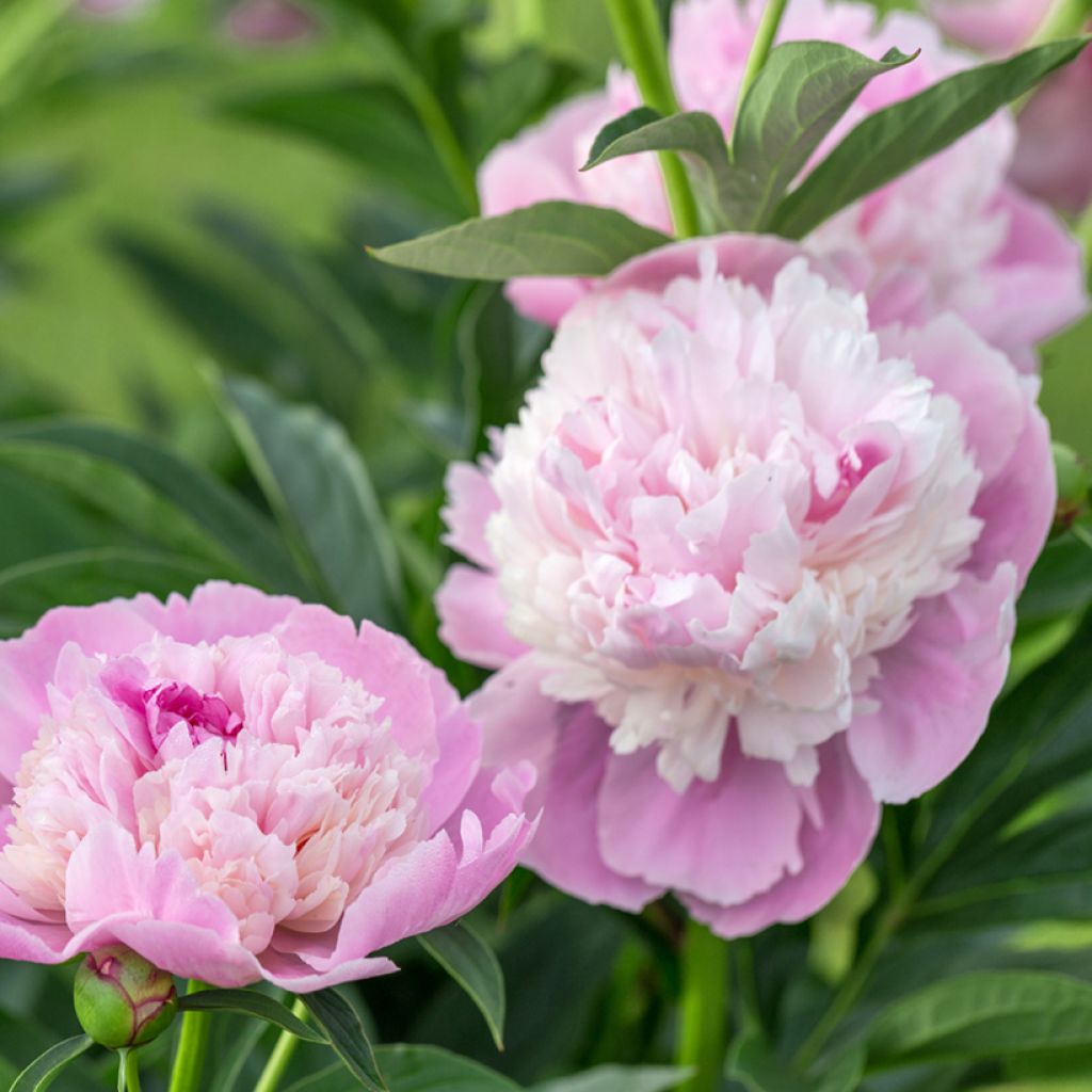 Pivoine lactiflora Sorbet