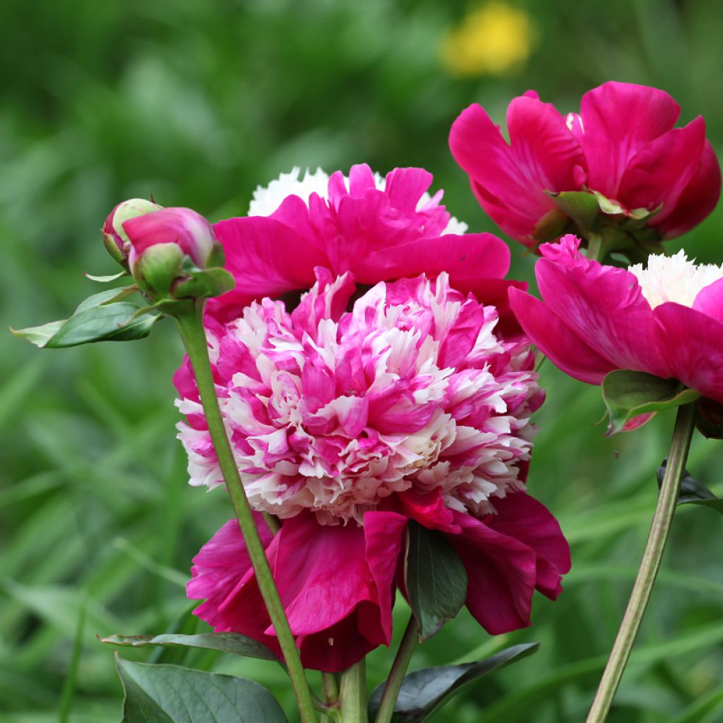 Pivoine lactiflora White Cap