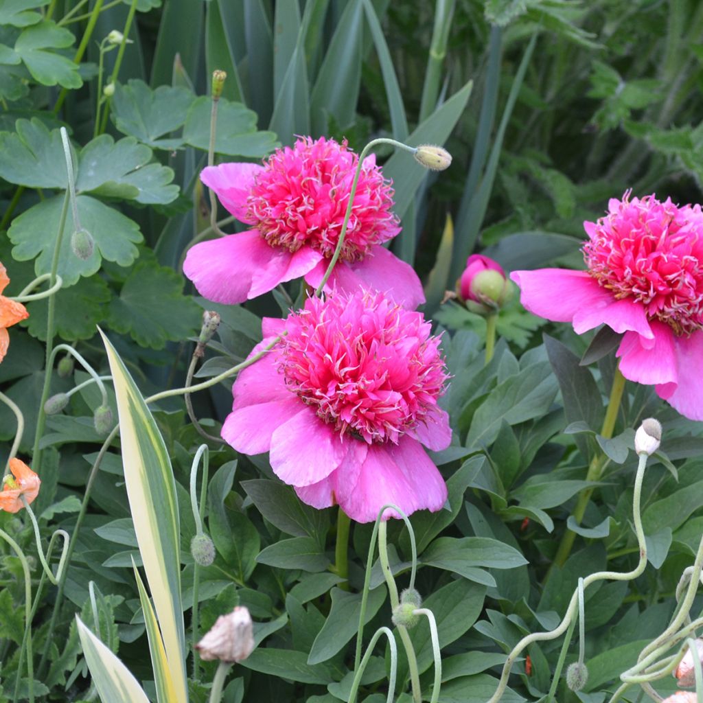 Pivoine officinale Anemoniflora