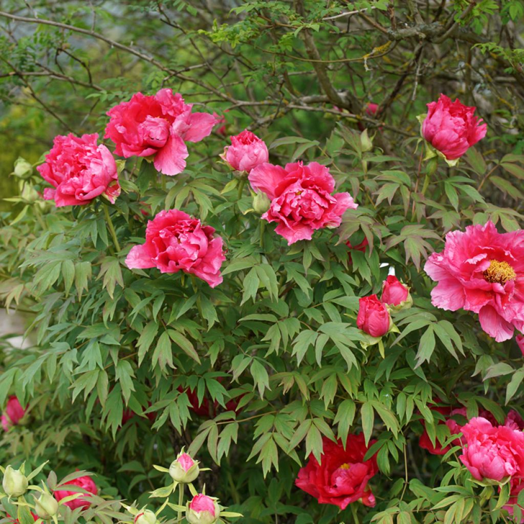 Pivoine officinale Rubra Plena