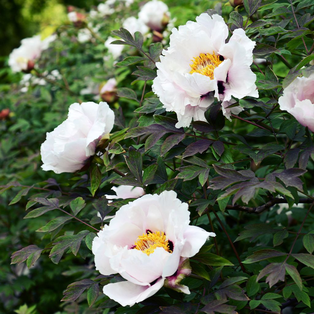 Pivoine suffruticosa Lilac