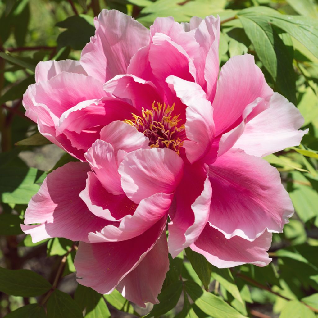 Pivoine arbustive Pink - Paeonia suffruticoa