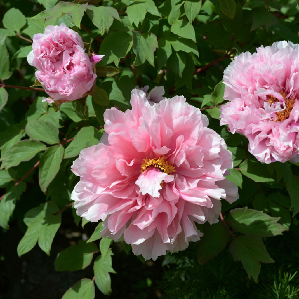 Pivoine arbustive Pink - Paeonia suffruticoa
