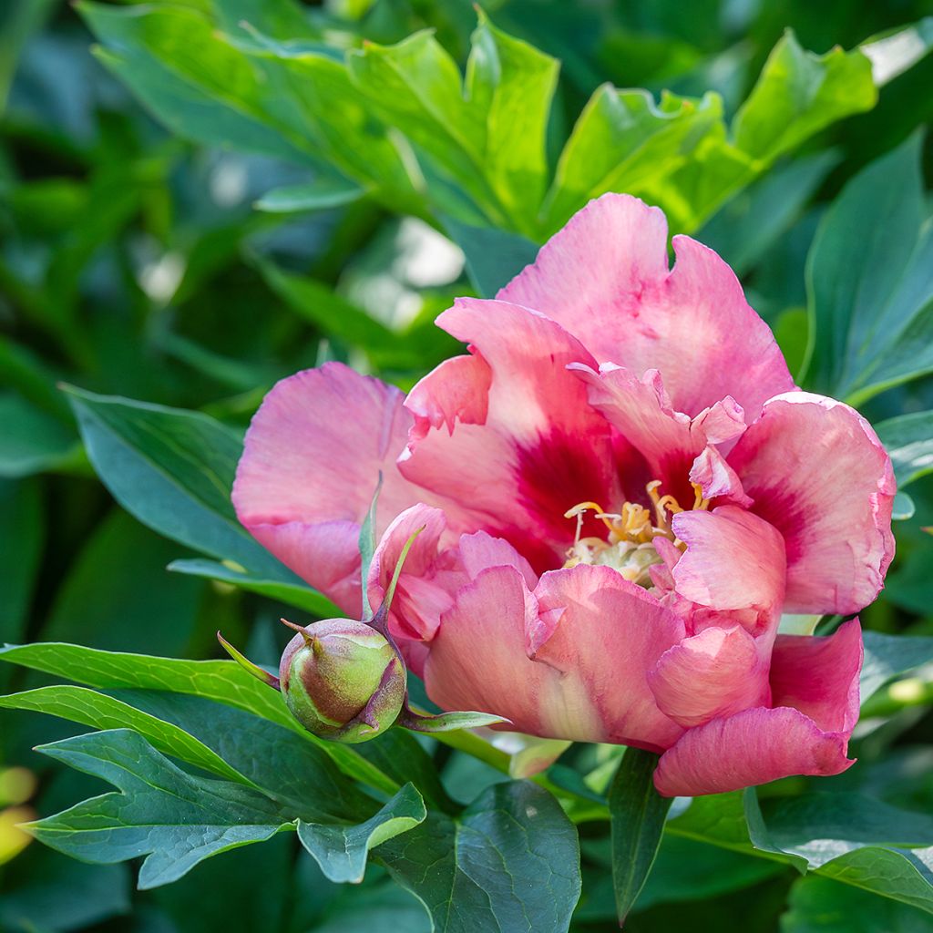 Pivoine Itoh Old Rose Dandy