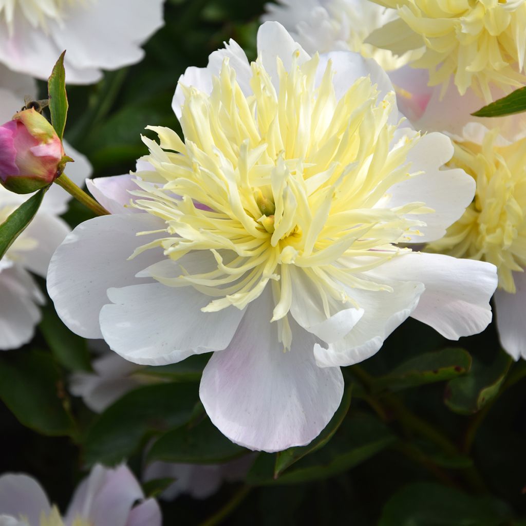 Pivoine lactiflora Butter Bowl