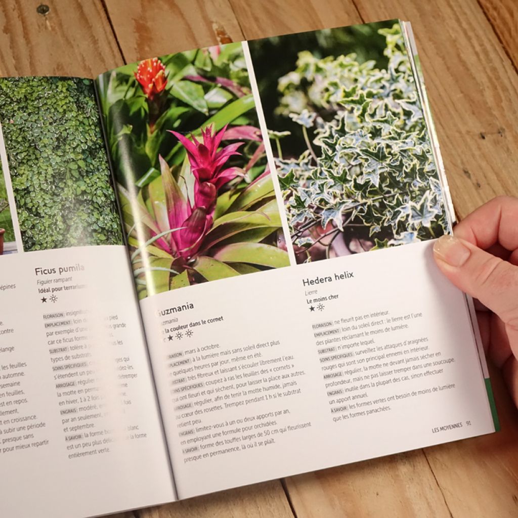 Plantes d'intérieur - Plantes tendance pour un effet jungle