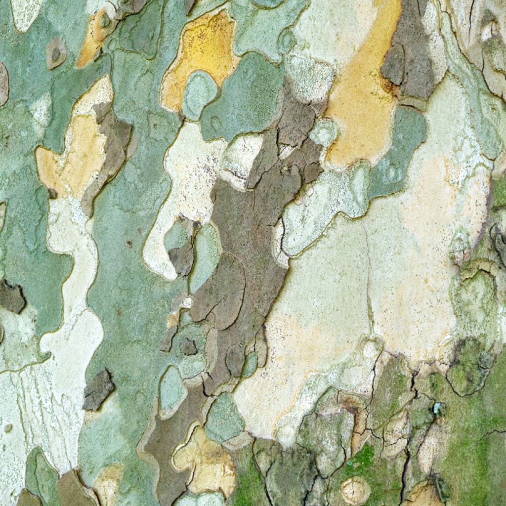 Platanus orientalis - Platane d'Orient