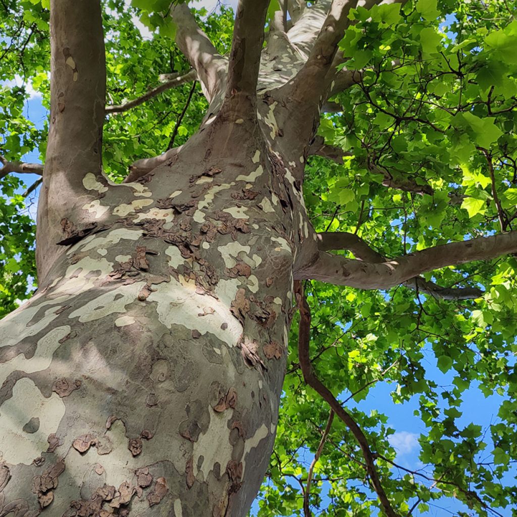 Platanus orientalis - Platane d'Orient