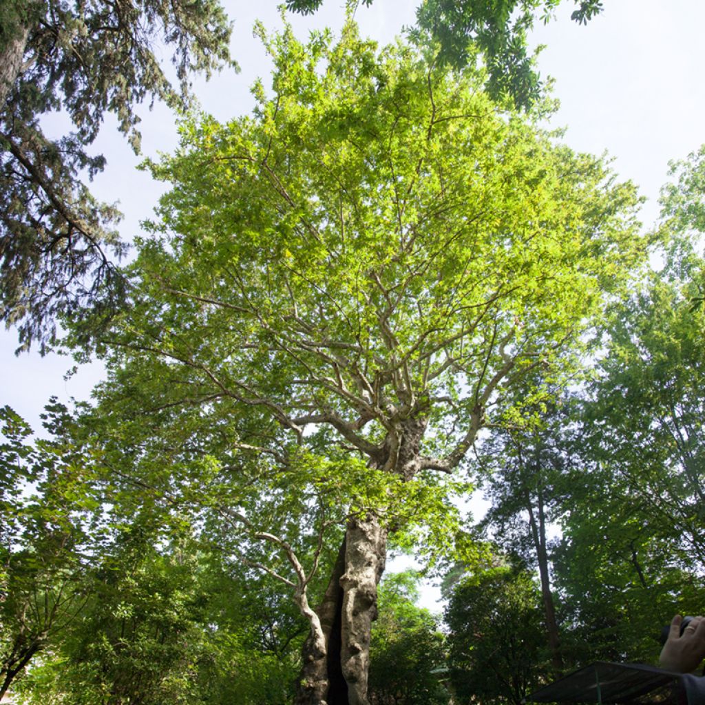 Platanus orientalis - Platane d'Orient