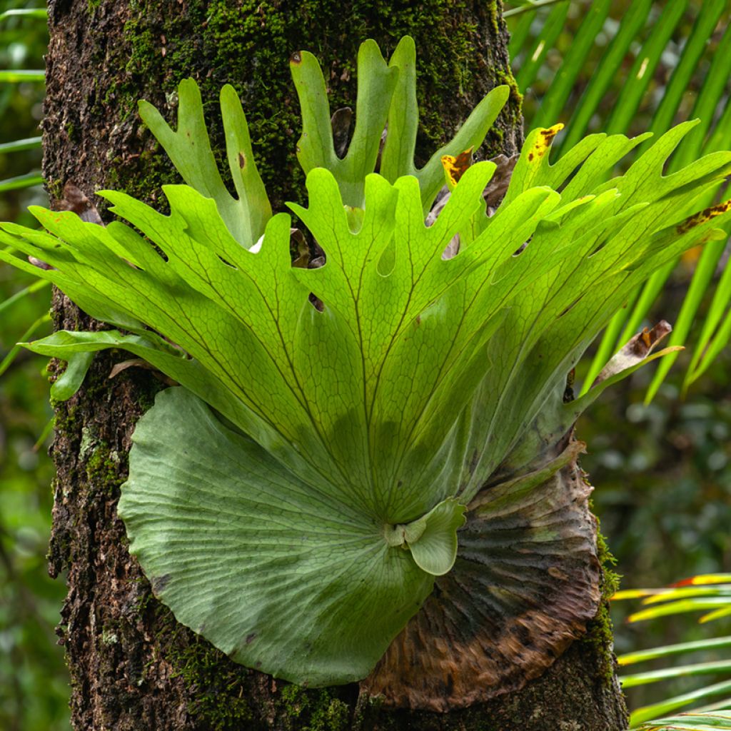 Platycerium alcicorne - Fougère Corne de cerf