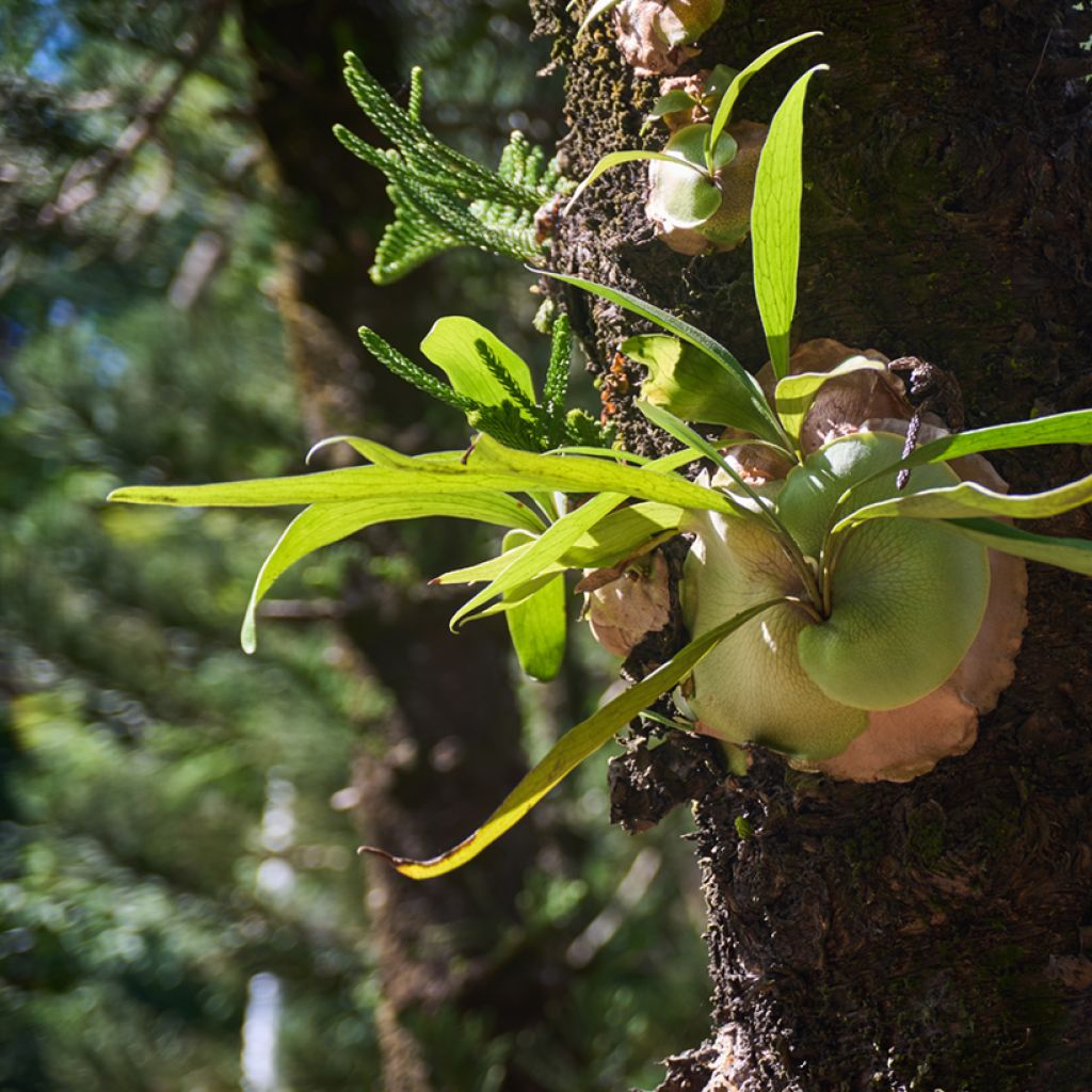 Platycerium alcicorne - Fougère Corne de cerf