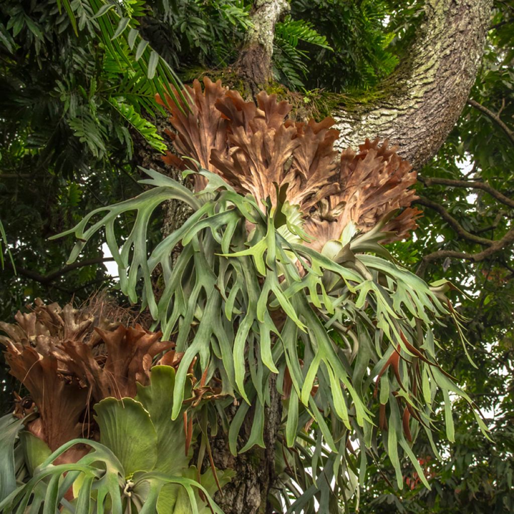 Platycerium alcicorne - Fougère Corne de cerf