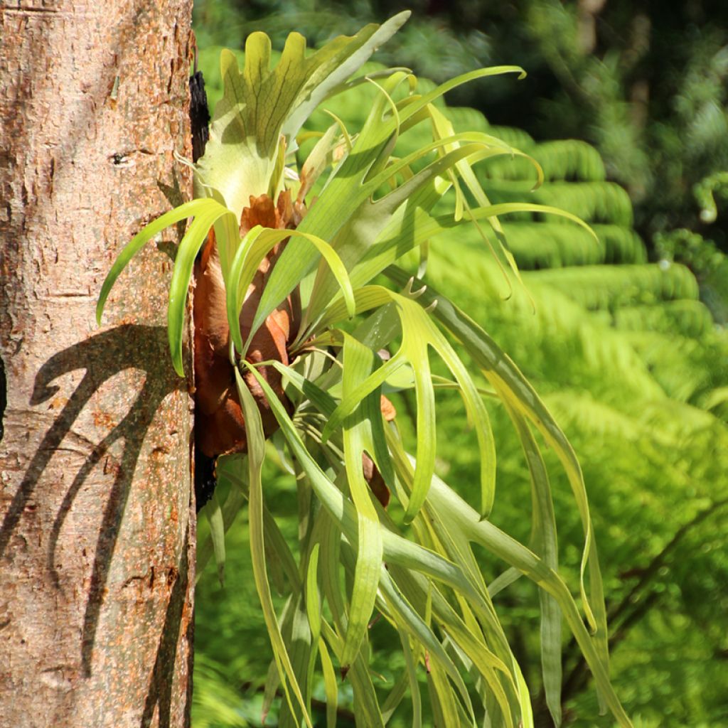 Platycerium bifurcatum - Corne d'élan