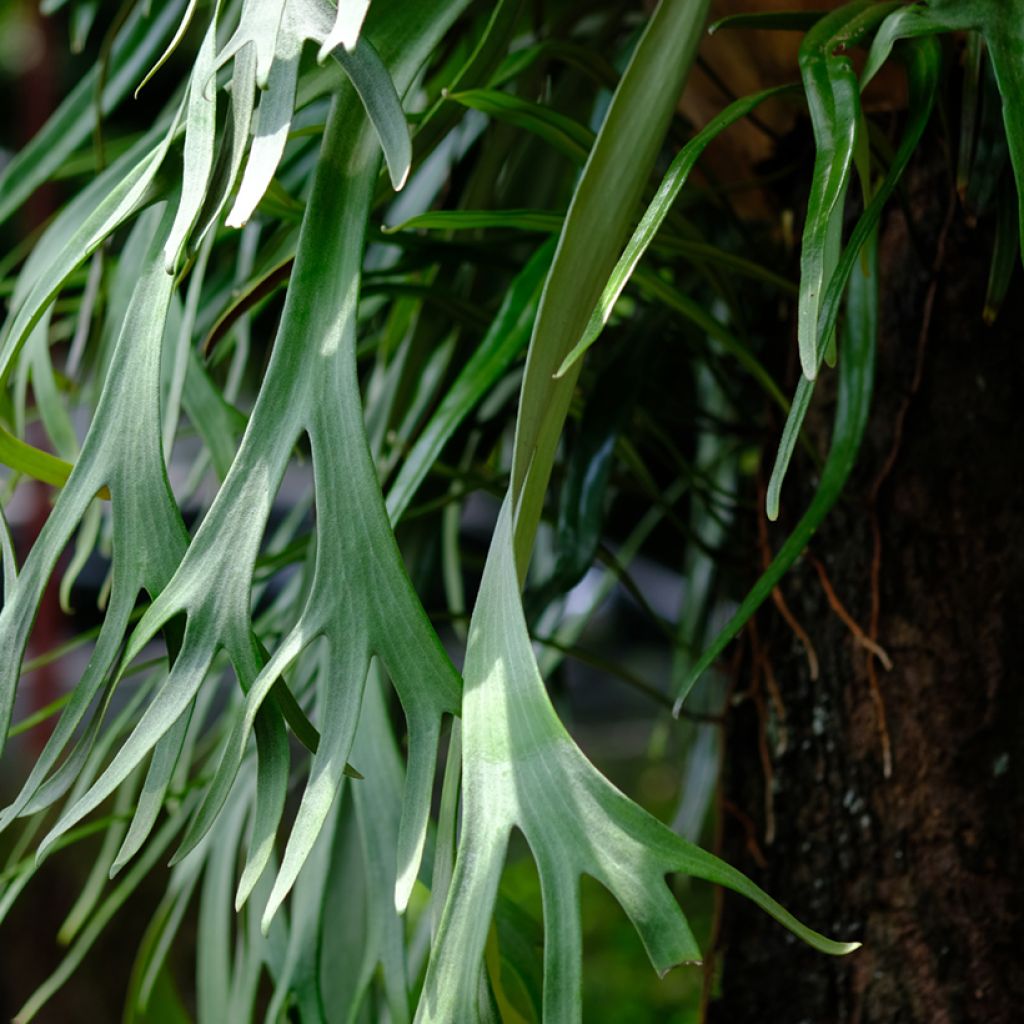 Platycerium bifurcatum - Corne d'élan