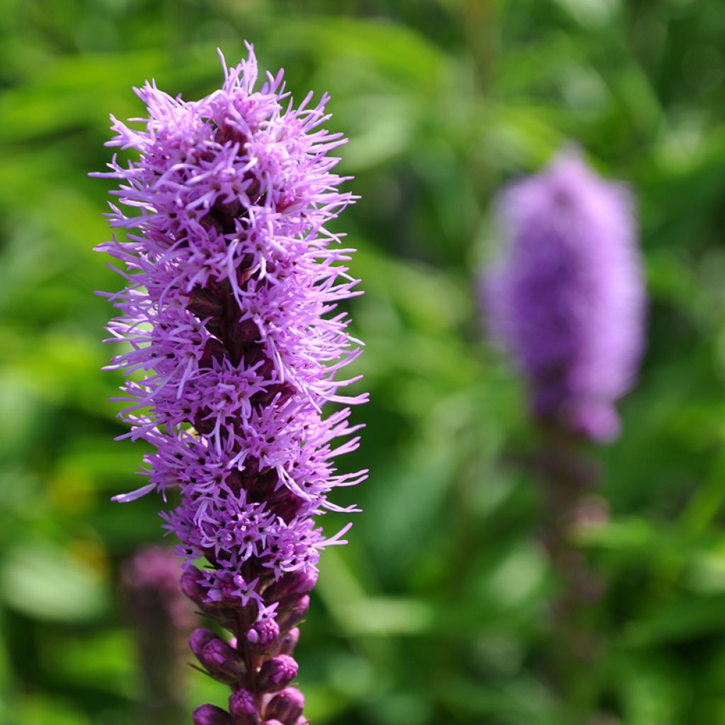 Plume du Kansas ou Liatris spicata Kobold