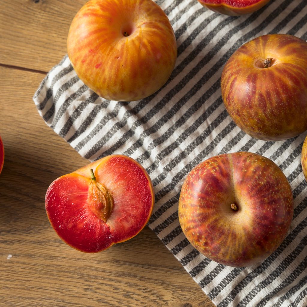Pluot Dapple Dandy - Prunus Pluot