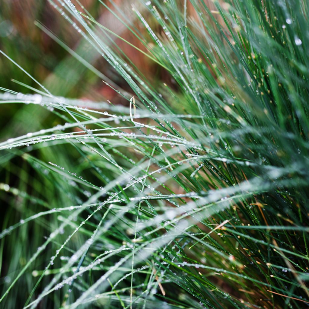 Poa glauca Blue Hills - Pâturin glauque