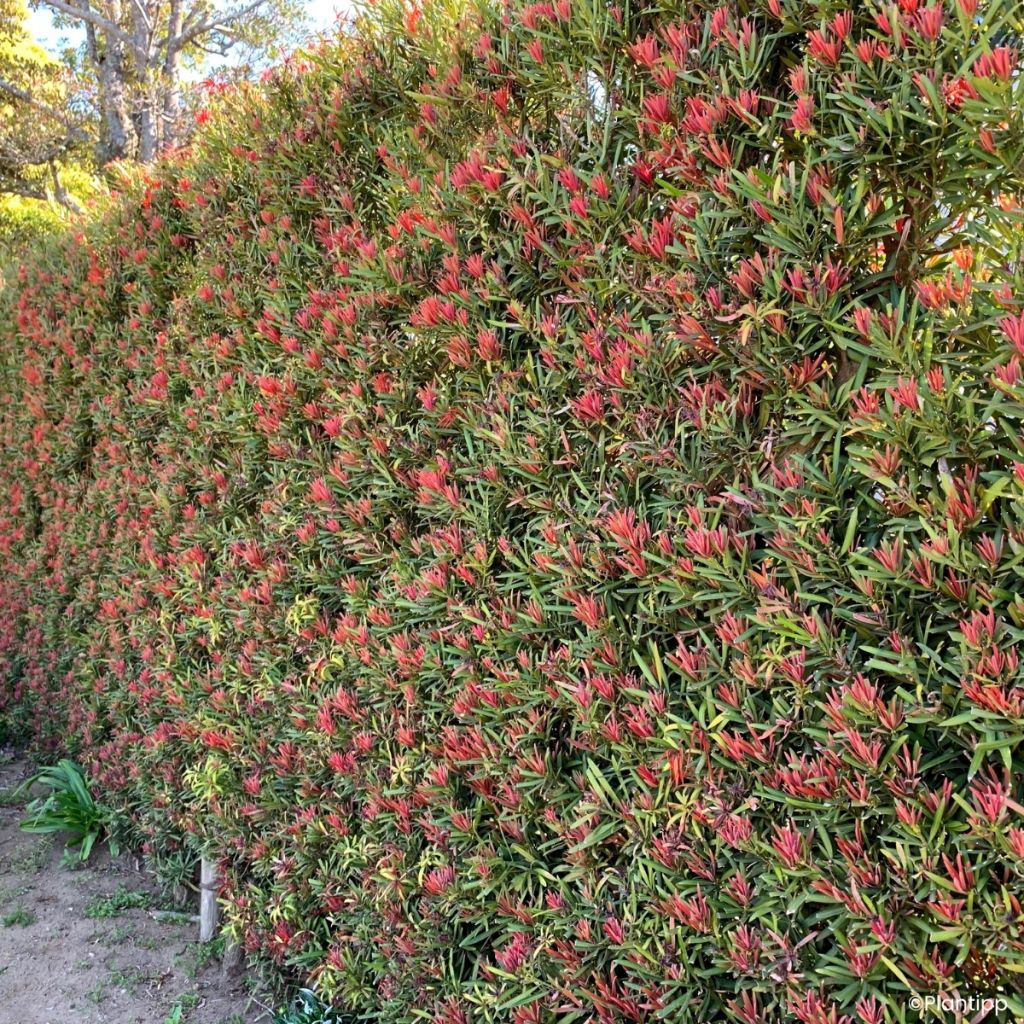 Pin des bouddhistes - Podocarpus macrophyllus Mood Ring