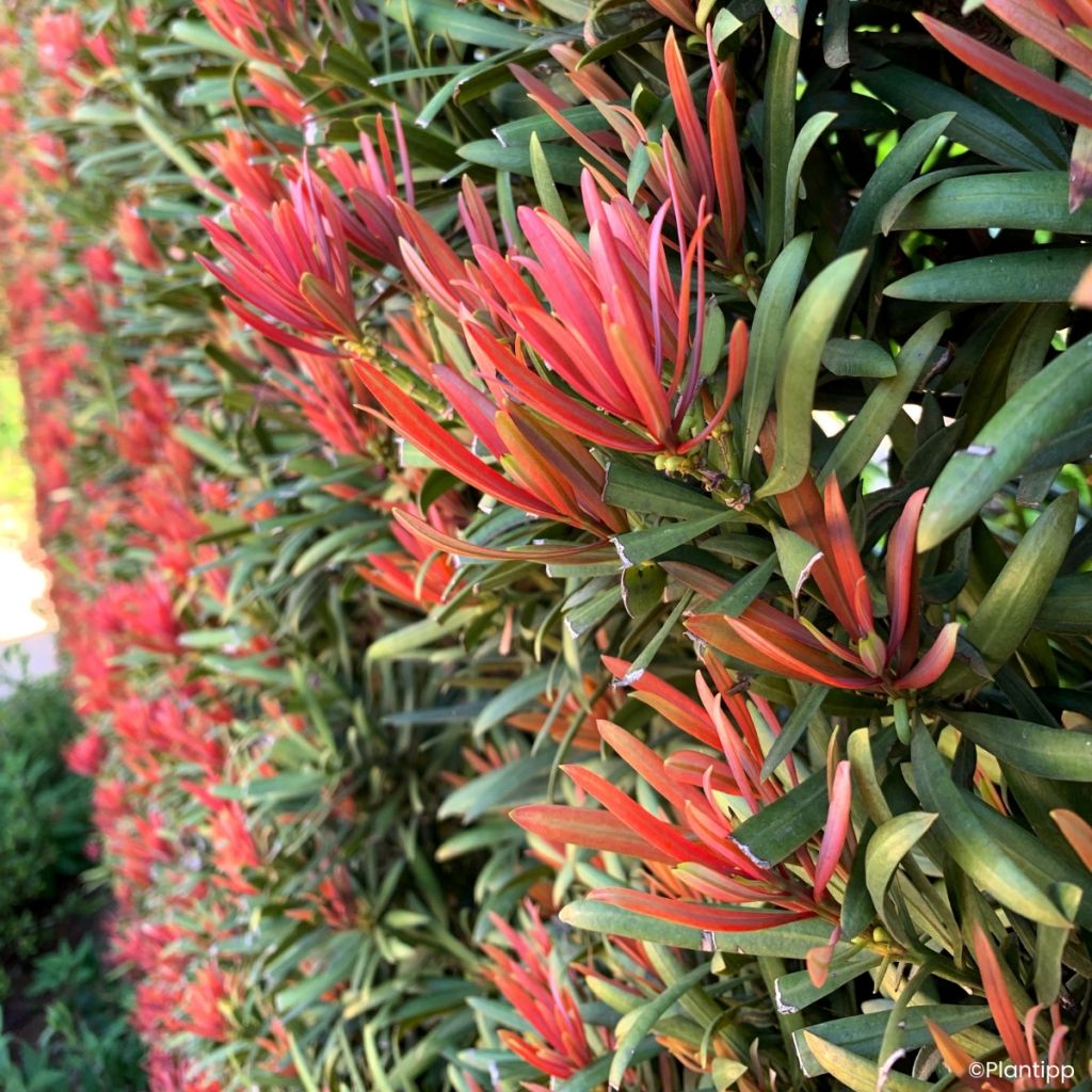 Pin des bouddhistes - Podocarpus macrophyllus Mood Ring