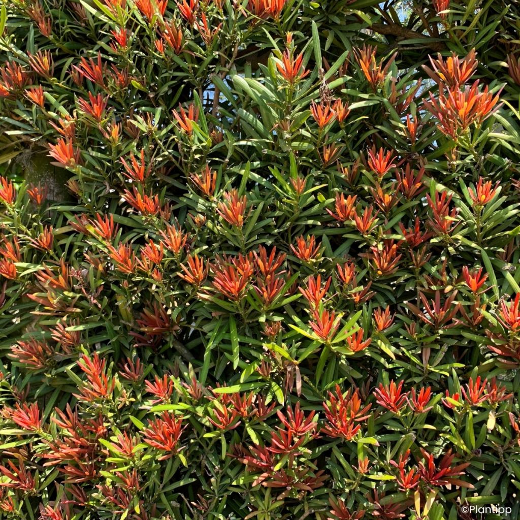 Pin des bouddhistes - Podocarpus macrophyllus Mood Ring