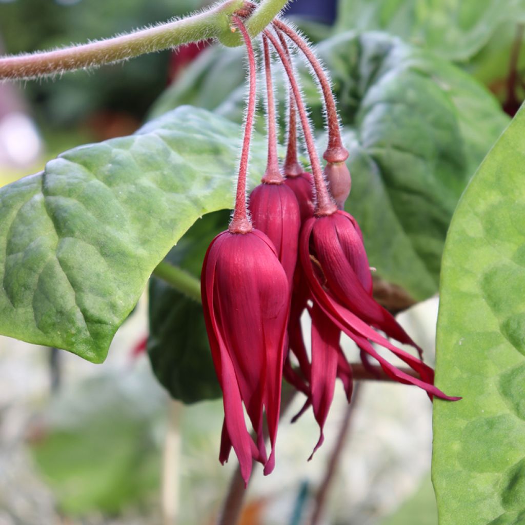Podophyllum Spotty Dotty - Dysosma