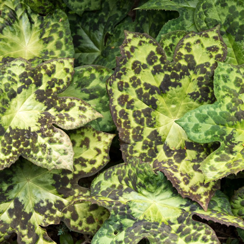 Podophyllum Spotty Dotty - Dysosma