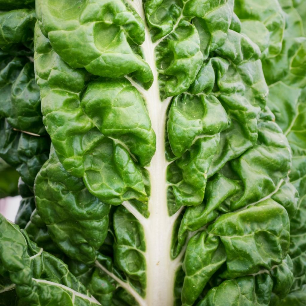 Poirée verte à carde blanche 3 race B en plants