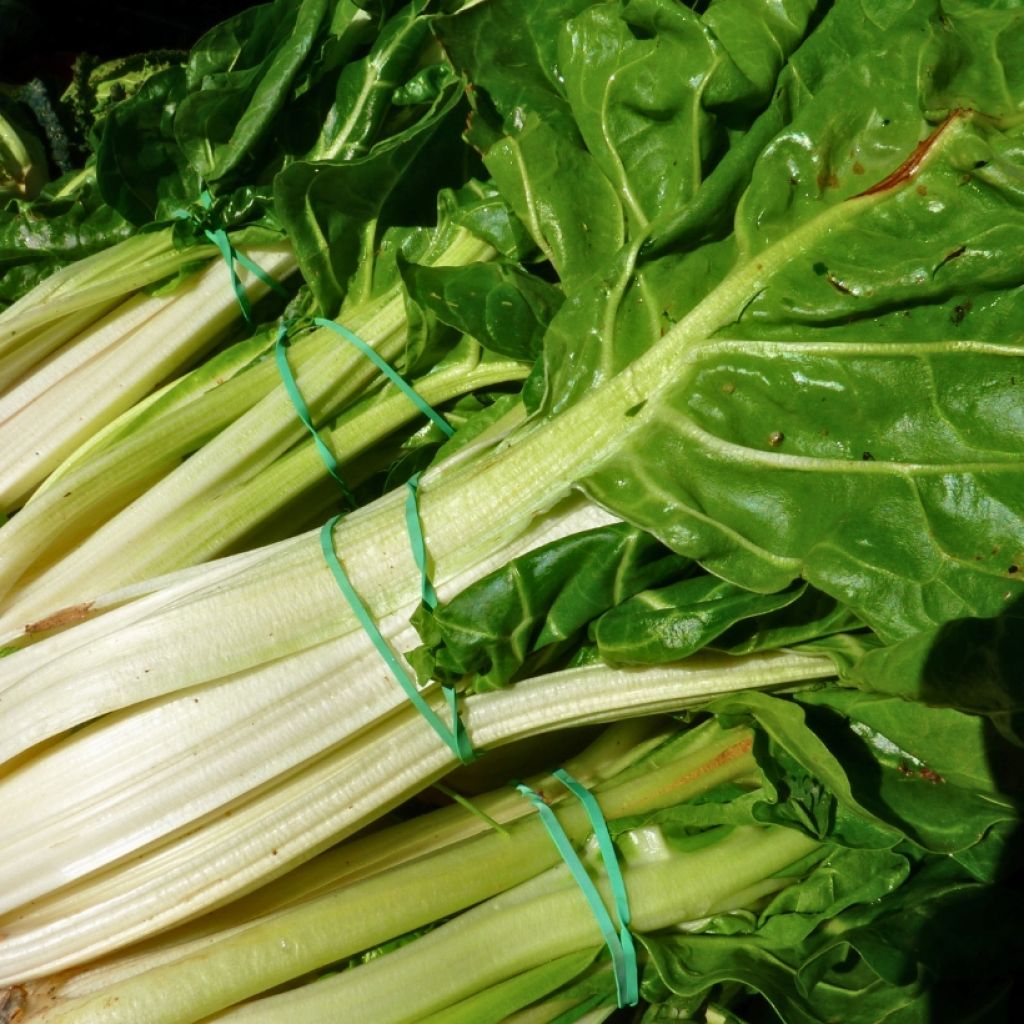 Poirée verte à carde blanche 3 race B en plants