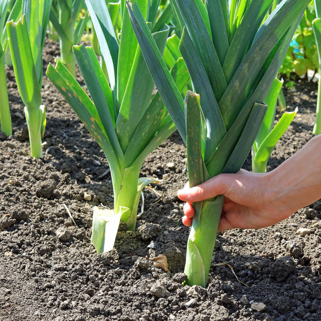 Poireau Gros Long d'Eté 2 - Vilmorin