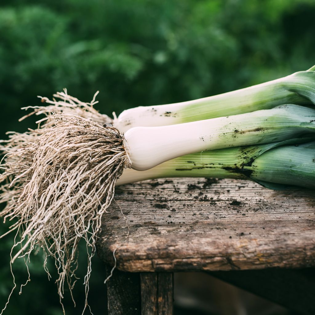 Poireau Monstrueux de Carentan
