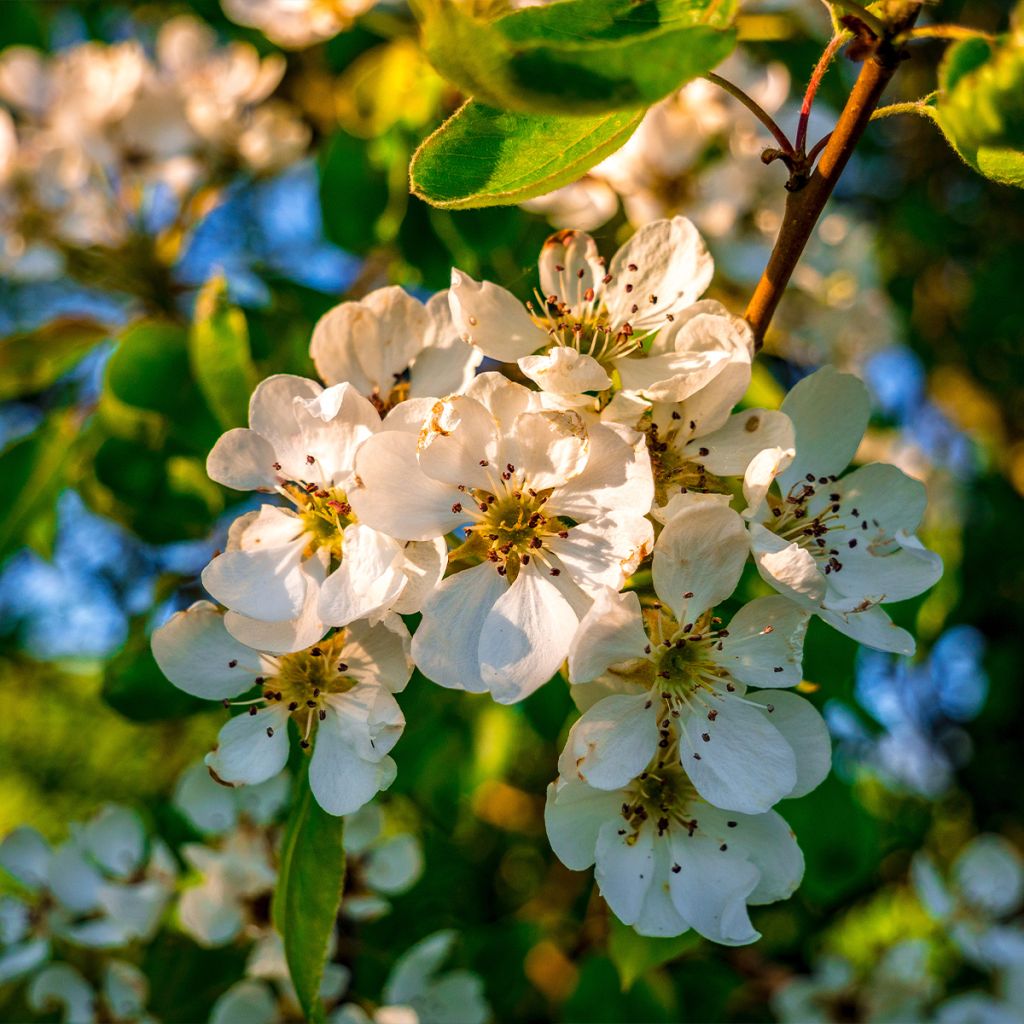 Poirier sauvage - Pyrus communis ssp. pyraster