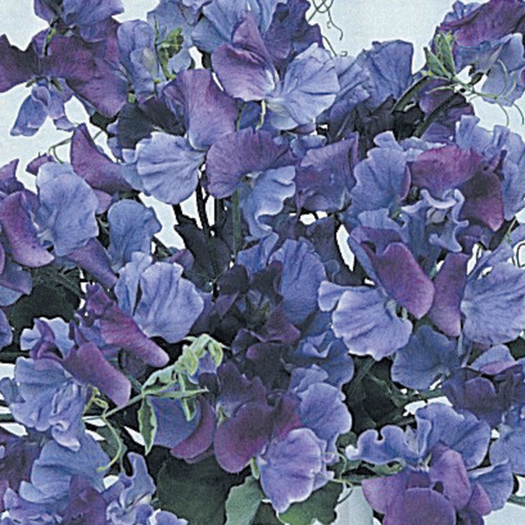 Pois de Senteur Fragrant skies