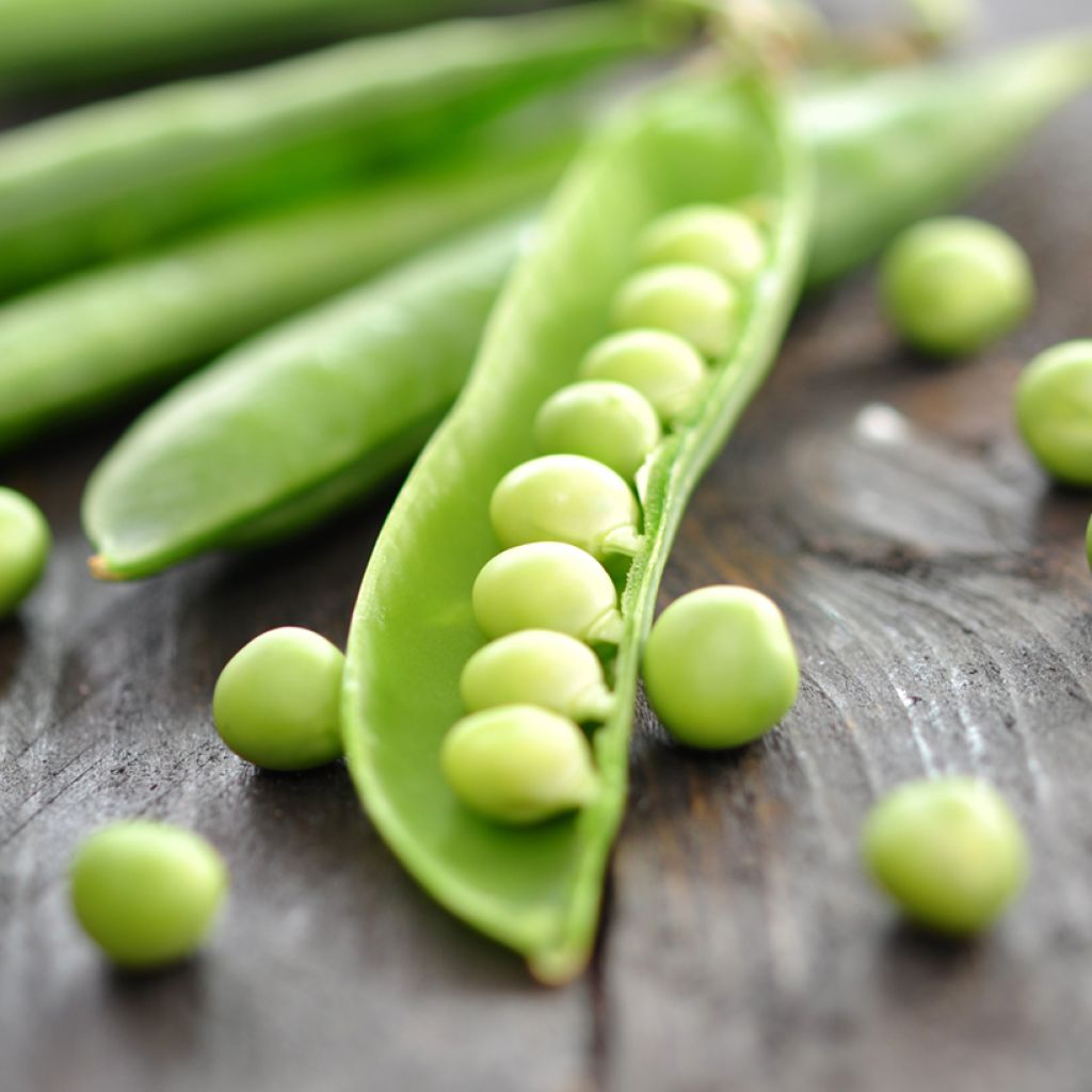 Pois nain Primavil à grain rond - Création Vilmorin