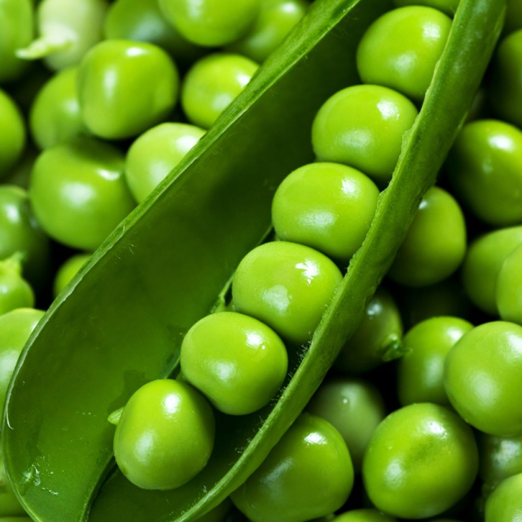Pois nain Télévision à grain ridé  (Création Vilmorin) - Vilmorin