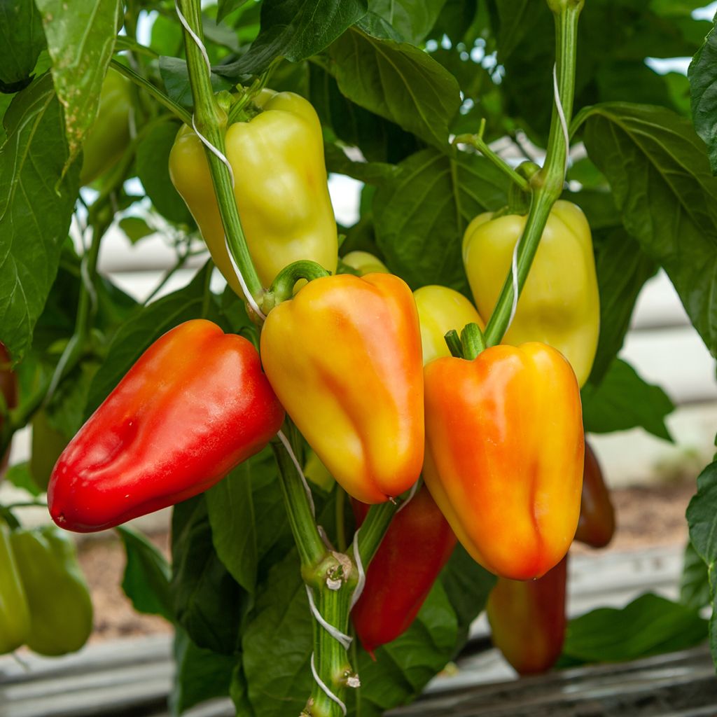Poivron Summer Salad Mixed - Capsicum annuum