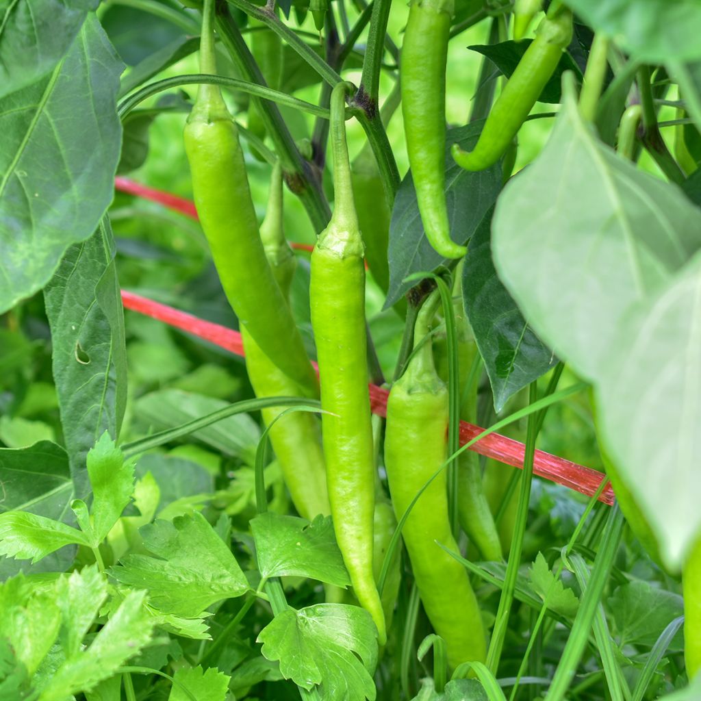 Poivron Sweet Banana Jaune Clair