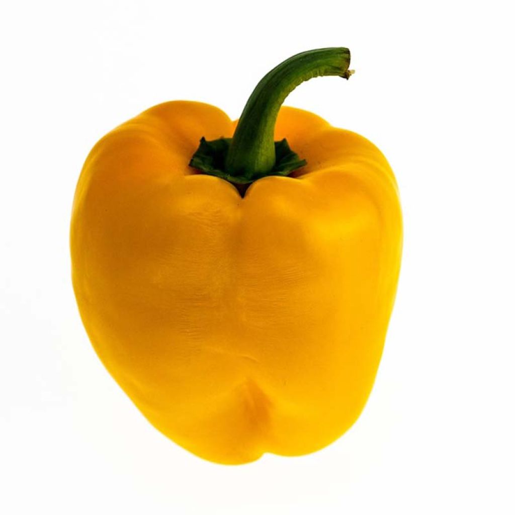Poivron Tenor F1 jaune en plants GREFFES - Capsicum annuum
