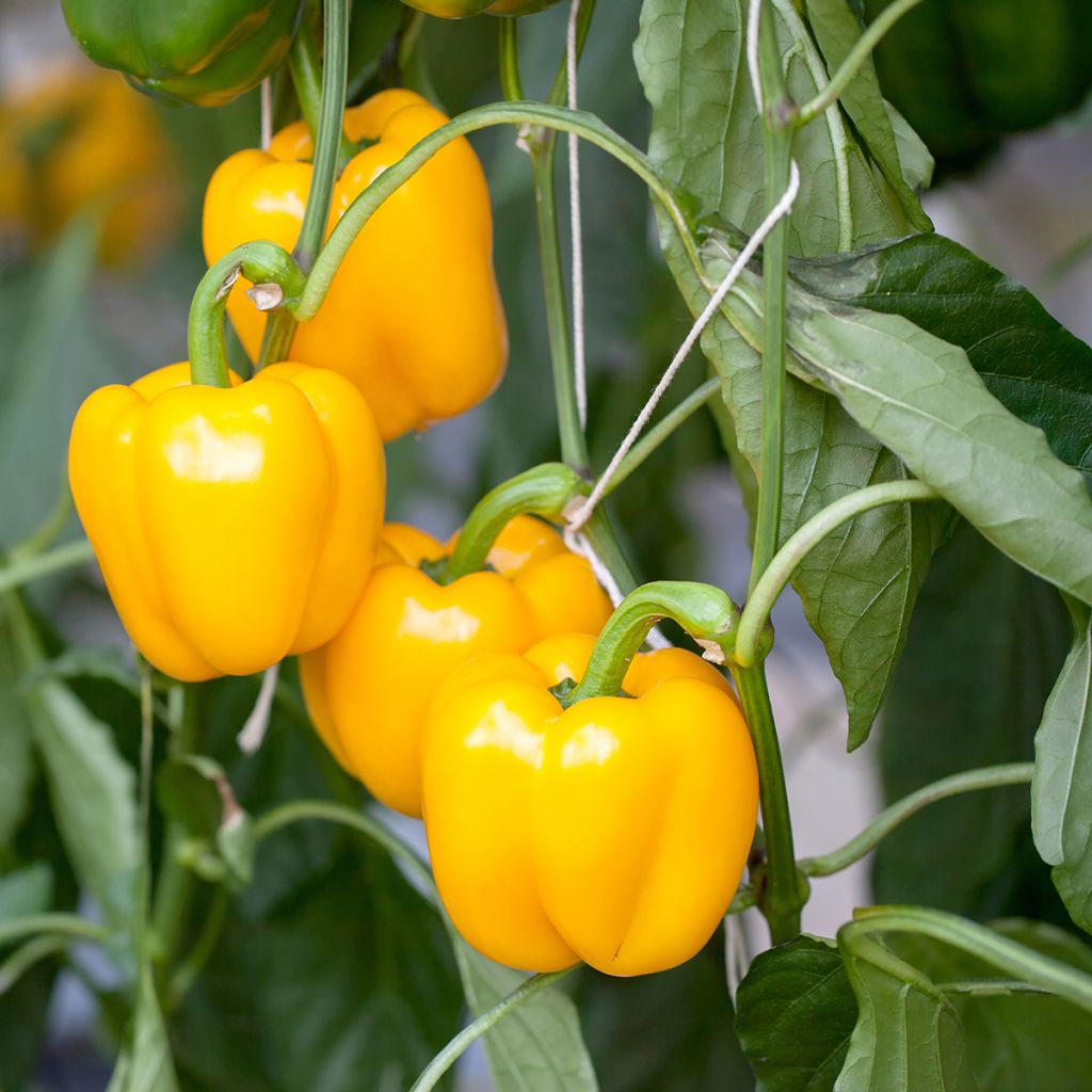 Poivron carré d'Asti Jaune Bio - Ferme de Sainte Marthe