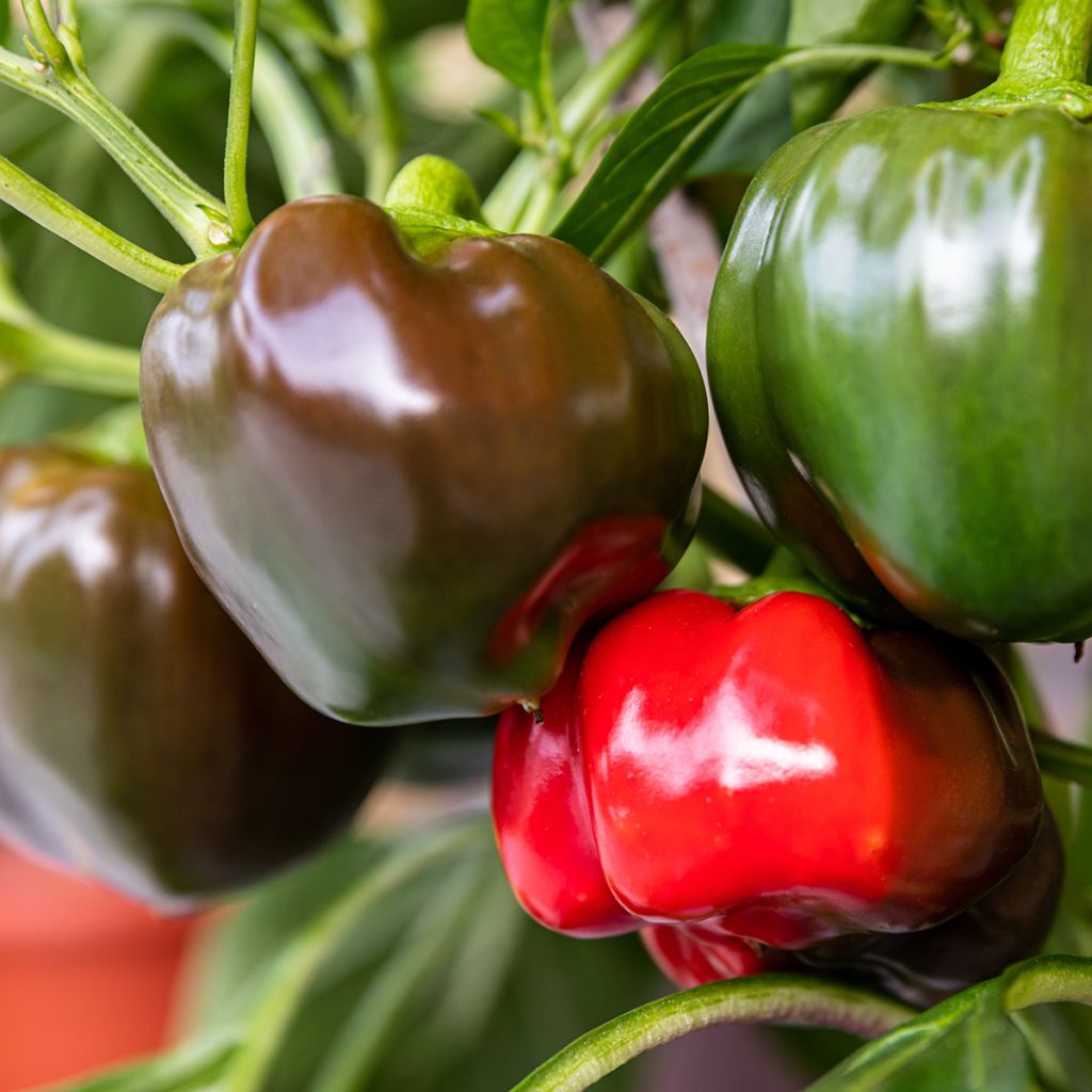 Poivron doux California Wonder BIO