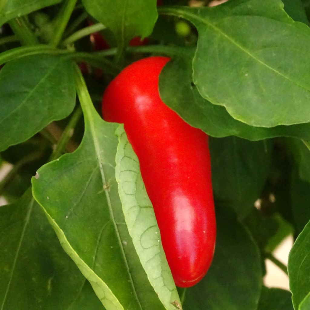 Poivron midi orange Snackor F1 en plants - Capsicum annuum