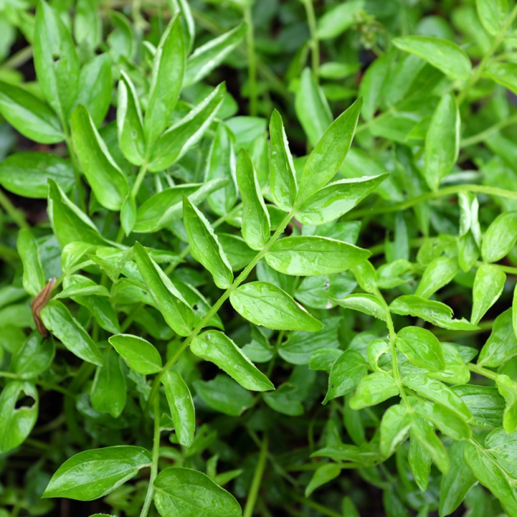 Polemonium reptans - Valériane grecque rampante