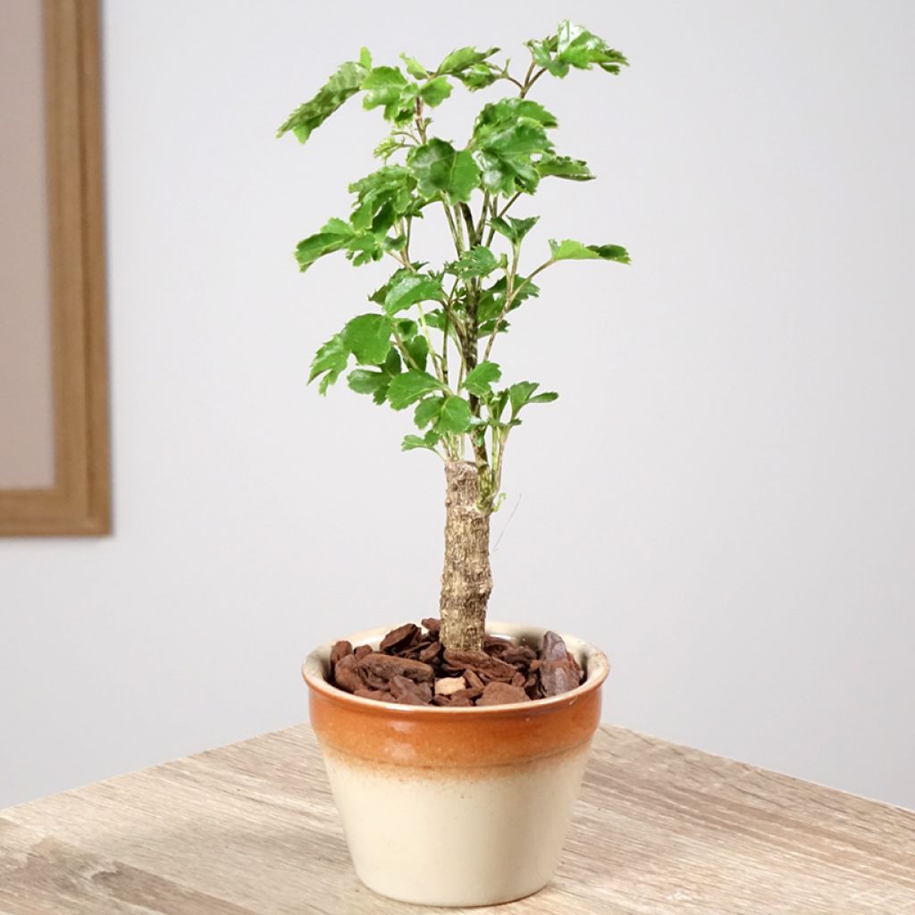 Polyscias balfouriana Butterfly - Aralia de Balfour