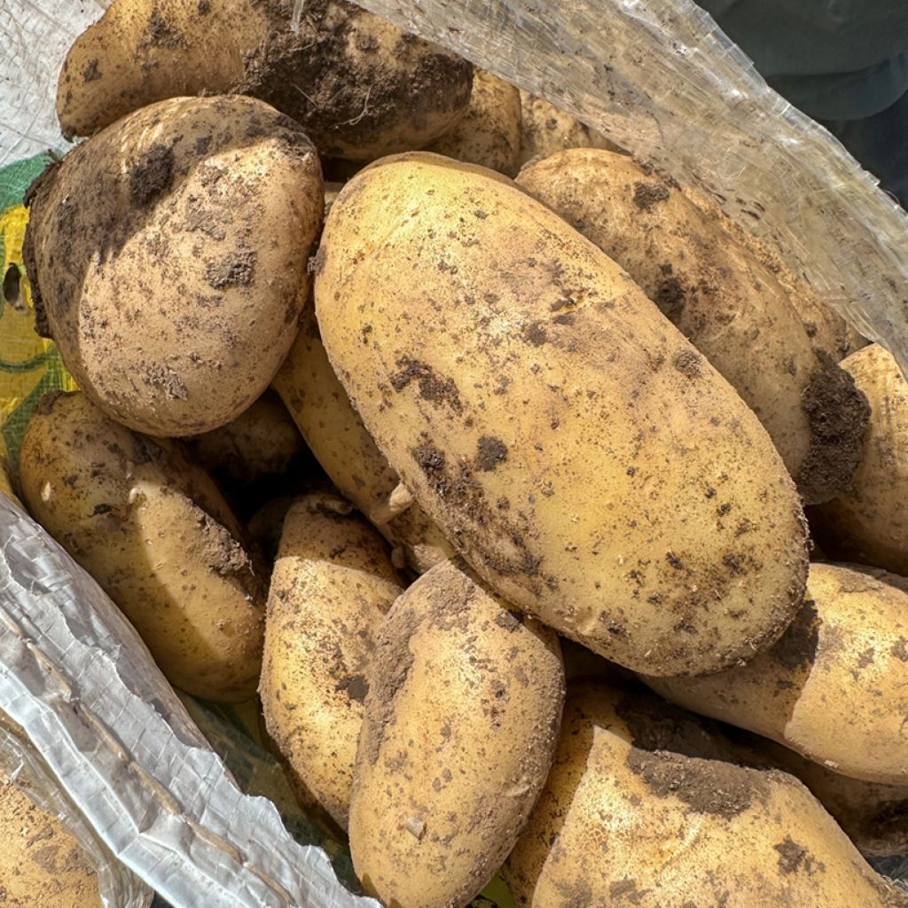 Pommes de terre Spunta - Solanum tuberosum