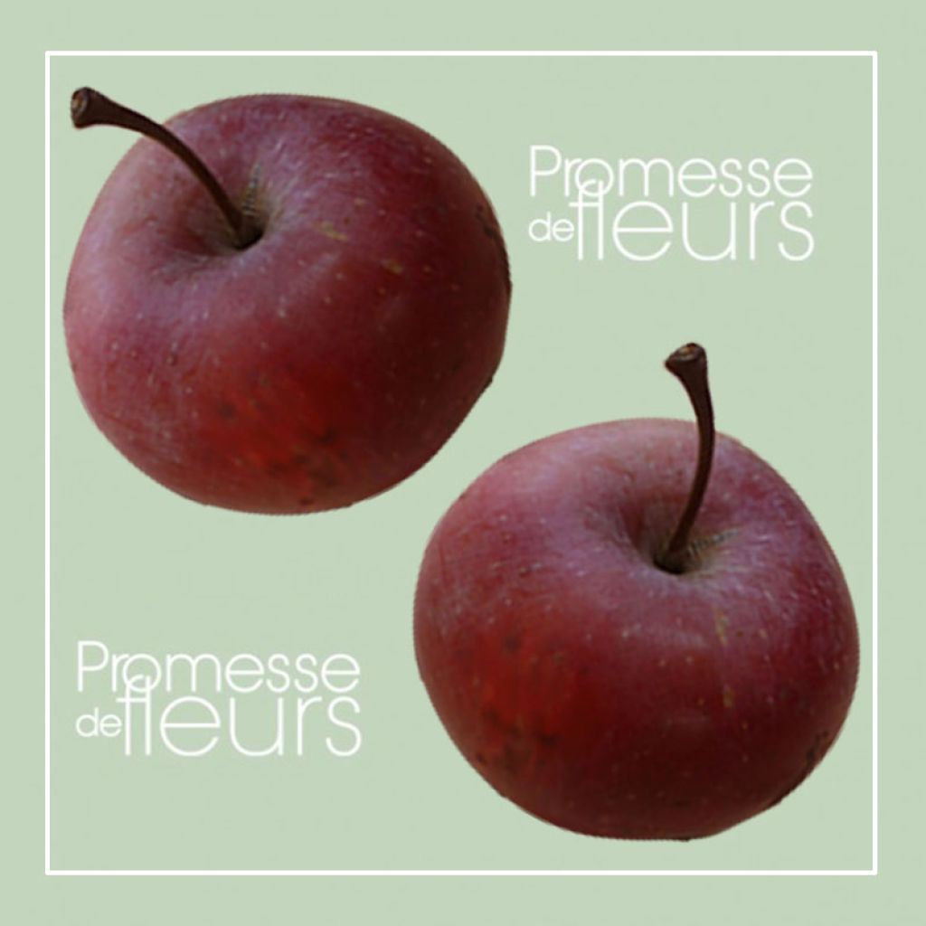 Pommier colonnaire Pomfital - Malus domestica