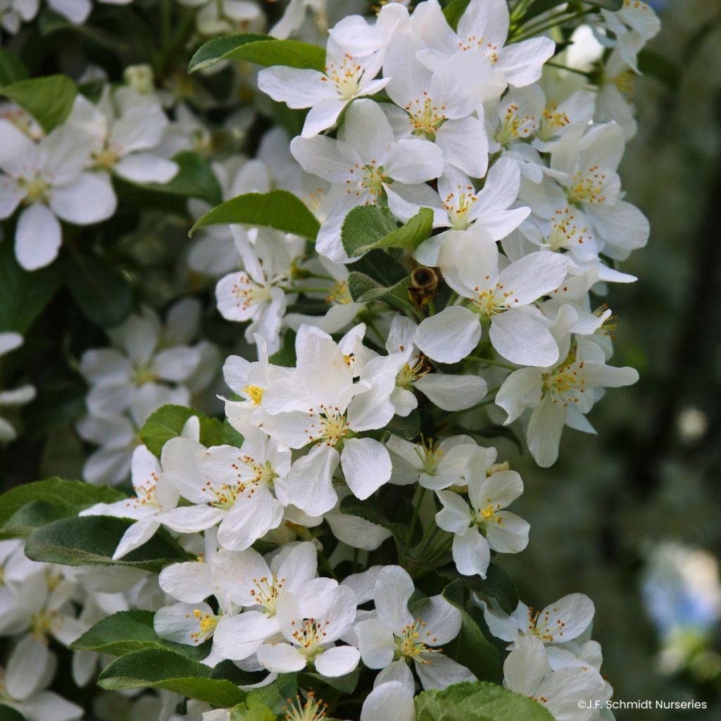 Pommier d'ornement - Malus Ivory Spear