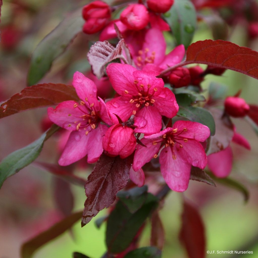 Pommier d'ornement - Malus Royal  Raindrops