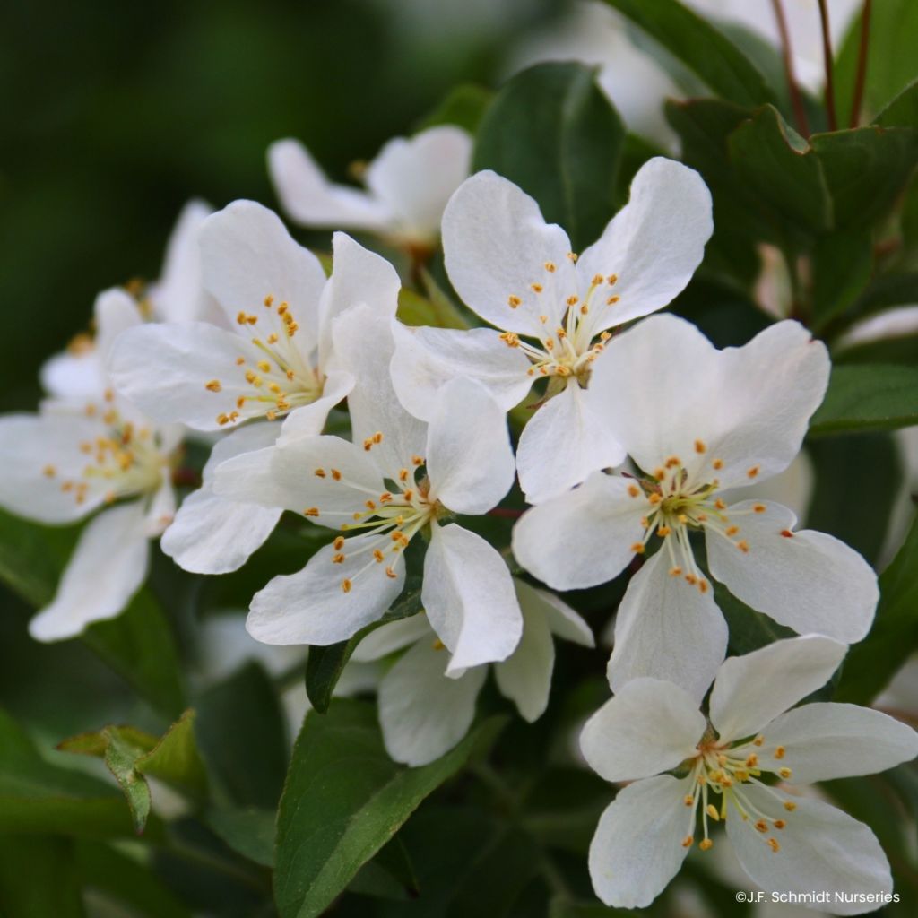 Pommier d'ornement - Malus JFS Sparkling Sprite