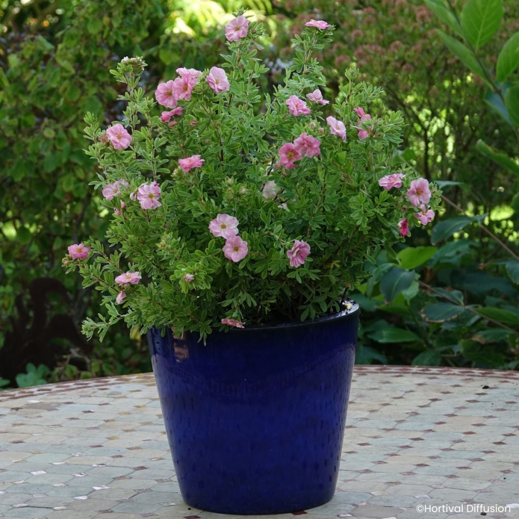 Potentilla fruticosa Double Punch Pink - Potentille arbustive
