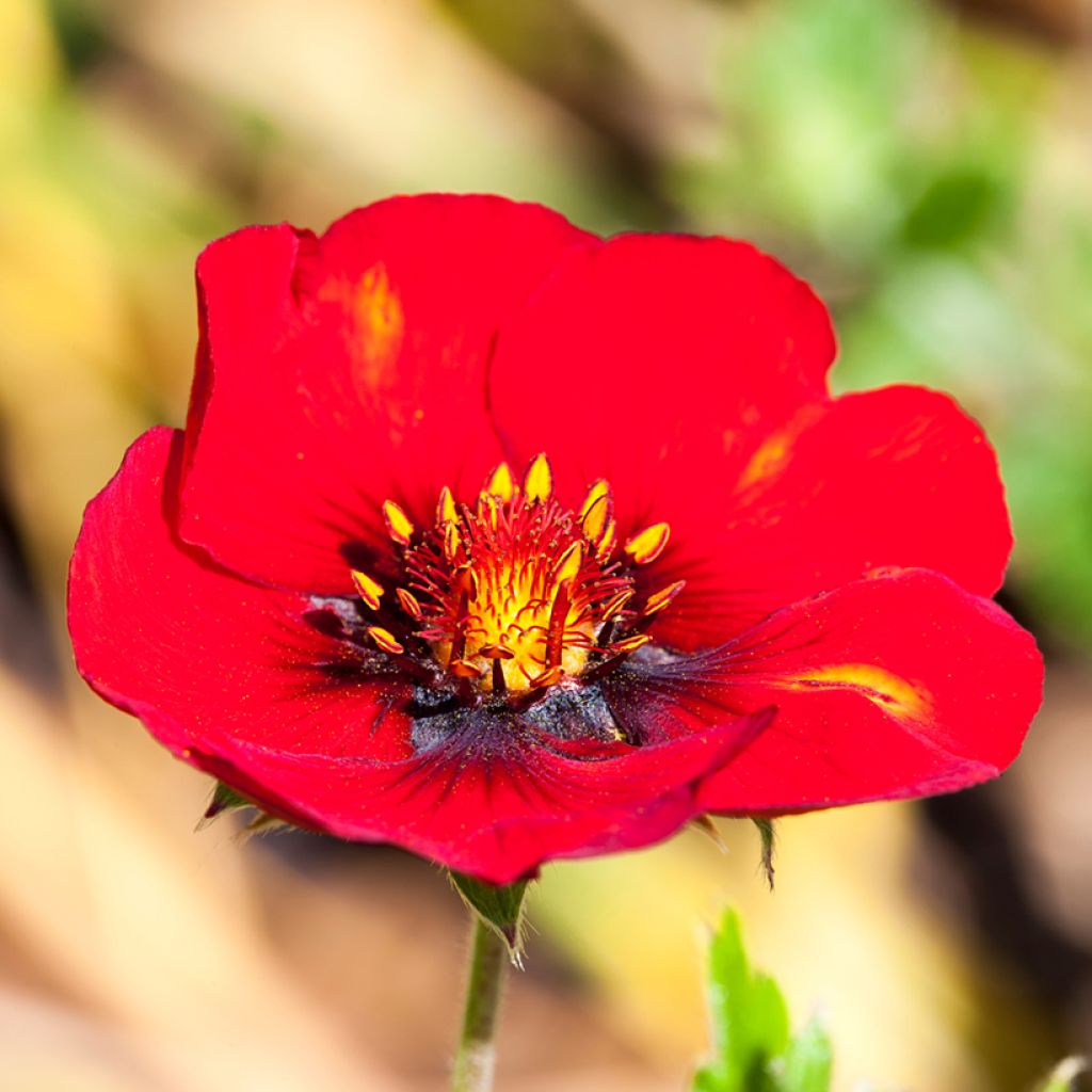 Potentilla hybride Flamenco - Potentille vivace rouge-orangé