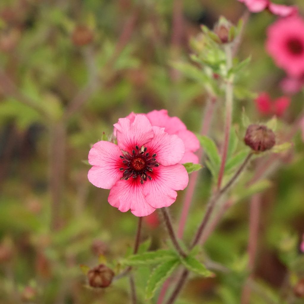 Potentilla nepalensis Miss Willmott - Potentille vivace du Népal
